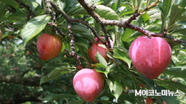 【특별기획】유기물을 분해하는 미생물이 유기농업의 핵심⑧