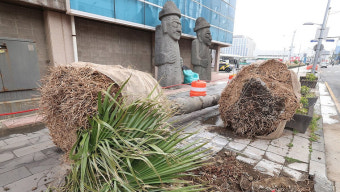 관리 힘든 '워싱턴야자수' 퇴출!...제주 가로수가 바뀐다