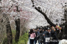 ‘여의도 봄꽃축제’ 개막...봄 향기 만끽하는 시민들