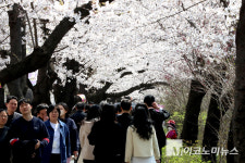 「M포토」 ‘여의도 봄꽃축제’ 개막...국회의원도 반한 벚꽃