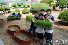 통일벼 모내기 체험하는 밀양 수산초