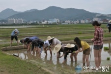 부산대, 밀양서 모내기 체험