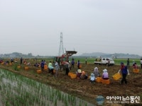 창원 의창구 대산면 사랑나눔 농장 봄 감자 수확