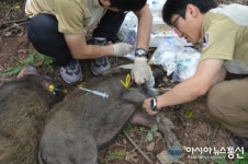 지리산에 멧돼지는 몇 마리 정도 서식할까?
