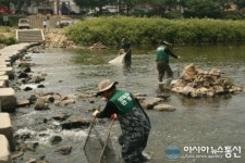 안양천, 민물고기 서식 실태조사 해보니 1급수만 사는 물고기 나와