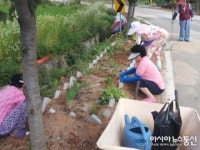 안성 서운면, 꽃길 가꾸기 나서
