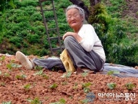 콩밭 매는 할미의 눈길