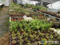 옹진군 영흥면 야생화 특화작물 개발 소득원 창출