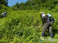 봉화군, 지역내 조림지 풀베기 실시