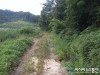 보은군, 비포장 농로 100여ｍ 포장해야