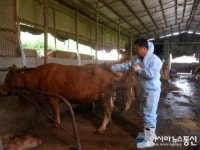 경주시, 구제역 예방접종 본격 실시