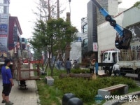 청주시, 중앙로 소나무 고사목 5그루 제거