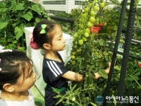 마포구, 옥상 농장서 농사 체험 진행