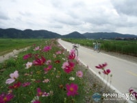 의령군 낙서면 낙동강변 30리 길 코스모스활짝
