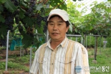 영동군, 2012 영동포도왕 선발