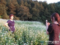 단양군, 죽령옛고개마을 메밀꽃 만발