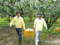 하동군의원 볼라벤 피해 농가 일손돕기 나서