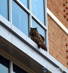 영덕 학생해양수련원 찾는 수리부엉이