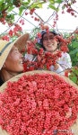 웰빙식품 함양 오미자 수확 한창