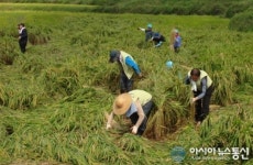 농어촌公 칠곡지사, 태풍 산바 피해 농가 돕기 나서