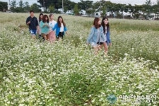 대구대로 메밀꽃 구경오세요
