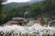 다음달 6일부터 지리산 구절초축제