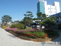 청주시, 국화꽃 등 9만본 식재