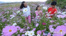 거창읍 가지리 국도변 코스모스 활짝