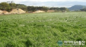 남원시, 풀사료 재배면적 2020년 4천ha로 확대