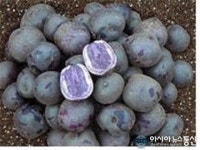 제주도농기원, 성인병예방·이모작 가능 컬러감자 개발 초읽기