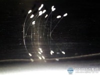전북 익산 도심빌딩에 우담바라 피어나