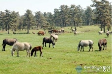 더러브렛 경주마, 2억6000만 제주 경매 사상 최고가 경신