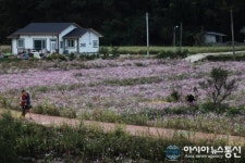 하동 코스모스마을 ‘가장 아름다운 마을’ 선정