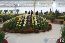 영주시, 제24회 영주국화전시회 개최