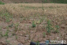 함양군, 산지 불법양성화 ‘수사 촉구’