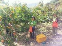 의창구 명곡동 직원∙통장, 단감 따기 1일 인부로 나서