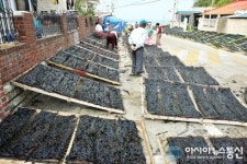 울진 자연산 돌미역의 일생사