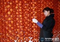 괴산 연풍곶감 만들기 한창…고소득 보장