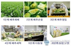 전북 부안군, 해풍애 절임배추 인기
