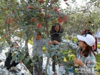 제천 청풍관광정보화마을 사과따기 체험 인기