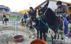강원 영월 당나귀 타는 원시마을