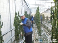 월성원자력, 냉해입은 파프리카 농장 피해복구 활동