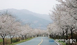 부산국토청, 섬진강 벚꽃길 평사리~화개 구간 확장공사 발주