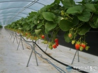 달성군, 엄동설한에도 비슬산 딸기 본격 출하