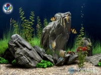 나라사랑 큰나무 스크린세이버로 보세요!