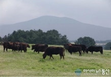 토종 제주흑우, ”천연기념물로 지정 추진한다”