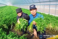영천시, 별빛먹은 보현산 청정 미나리 첫 출하