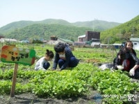 보령 성주면, 주말농장 50세대 분양