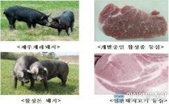 추락하는 제주 돼지가격...“소비촉진운동 벌여야”