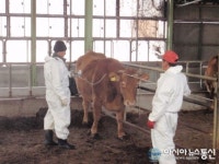 남해군, 구제역 6차 정기 예방접종